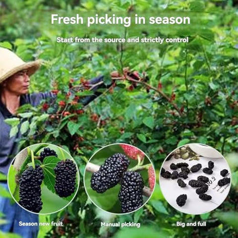dried mulberries 9.87oz mulberry tea Dried Black Mulberries fantastic to add to teas or desserts or to just enjoy straight out of the jar