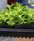 150+ Stevia Sweetleaf Seeds for Planting, Sugar Leaf Stevia Plant Seeds, Natural Sweetener Herb Seeds, Perennial Plant for Home Garden, Container, Tea & Sugar-Free Recipes, Non-GMO