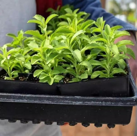 150+ Stevia Sweetleaf Seeds for Planting, Sugar Leaf Stevia Plant Seeds, Natural Sweetener Herb Seeds, Perennial Plant for Home Garden, Container, Tea & Sugar-Free Recipes, Non-GMO