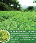 FreshDrinkUS Premium 300+ Natural Stevia Leaves Whole Dried Leaves 100% Pure Stevia Dried Leaves Zero Calorie Sweetener No Additives No Caffeine Vegan