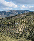 Knolive Epicure | Ranked NÃƒâ€šÃ‚Âº1 | WorldÃƒâ€šÃ‚Â´s Best Extra Virgin Olive Oil | Fresh Harvest 2019 / 2020 | Award Winner Spanish EVOO | First Cold Pressed | Gift | 16.9 floz (500 ml)