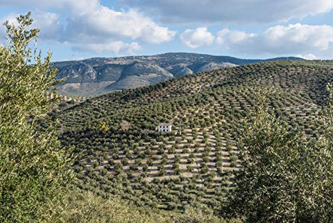 Knolive Epicure | Ranked NÃƒâ€šÃ‚Âº1 | WorldÃƒâ€šÃ‚Â´s Best Extra Virgin Olive Oil | Fresh Harvest 2019 / 2020 | Award Winner Spanish EVOO | First Cold Pressed | Gift | 16.9 floz (500 ml)