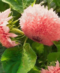 50pcs Pink Pooh Sunflower Seeds - Unique Pink Blooms, Non-GMO, Heirloom, Organic - Ideal for Zones 5-10