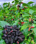 Dried Black Mulberries 8.81oz Natural Wild Black Mulberry Tea Sweet Delicious Dried Fruit Snacks, Vegan Ã©â€¡Å½Ã§â€Å¸Ã©Â»â€˜Ã¦Â¡â€˜Ã¨â€˜Å¡ Ã¦Â¡â€˜Ã¨â€˜Å¡Ã¥Â¹Â² Ã¦â€” Ã¦Â·Â»Ã¥Å