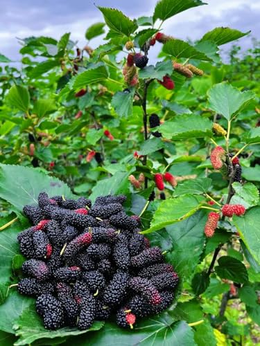 Dried Black Mulberries 8.81oz Natural Wild Black Mulberry Tea Sweet Delicious Dried Fruit Snacks, Vegan Ã©â€¡Å½Ã§â€Å¸Ã©Â»â€˜Ã¦Â¡â€˜Ã¨â€˜Å¡ Ã¦Â¡â€˜Ã¨â€˜Å¡Ã¥Â¹Â² Ã¦â€” Ã¦Â·Â»Ã¥Å