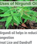 NIRGUNDI OIL 100% NATURAL PURE UNDILUTED UNCUT ESSENTIAL OIL 15ML by Salvia
