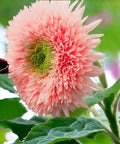 50pcs Pink Pooh Sunflower Seeds - Unique Pink Blooms, Non-GMO, Heirloom, Organic - Ideal for Zones 5-10