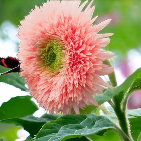 50pcs Pink Pooh Sunflower Seeds - Unique Pink Blooms, Non-GMO, Heirloom, Organic - Ideal for Zones 5-10