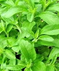 100PCS Sweetleaf Stevia Plant Seeds for Planting Stevia Plant Seeds