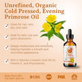 Bella Terra Oils - Organic Evening Primrose Oil 2Oz - Celebrating Primrose'S Nutrient Legacy Infused With Vitamin E & Omega-6 Superior Oil Experience For The Skin