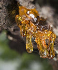 US Organic 100% Pure Frankincense Essential Oil - USDA Certified Organic
