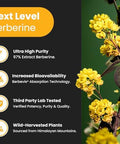 Nutrachamps Complete Metabolic & Circulatory Support : Berberine & Nitric Oxide Booster Duo