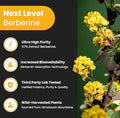 Nutrachamps Complete Metabolic & Circulatory Support : Berberine & Nitric Oxide Booster Duo