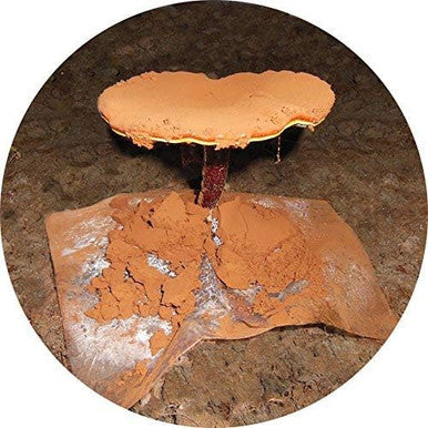 Dragon Herbs Duanwood Reishi Spore Oil Softgel Capsules 30 Softgels 500 Mg Each