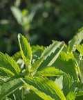 150+ Stevia Sweetleaf Seeds for Planting, Sugar Leaf Stevia Plant Seeds, Natural Sweetener Herb Seeds, Perennial Plant for Home Garden, Container, Tea & Sugar-Free Recipes, Non-GMO