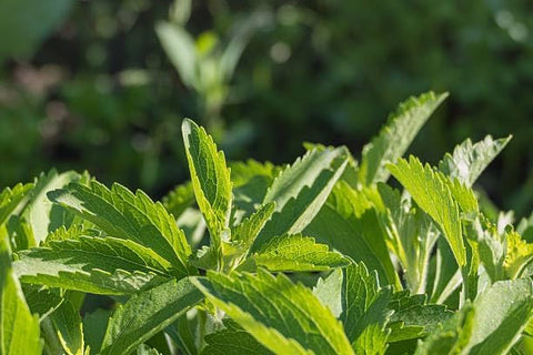 150+ Stevia Sweetleaf Seeds for Planting, Sugar Leaf Stevia Plant Seeds, Natural Sweetener Herb Seeds, Perennial Plant for Home Garden, Container, Tea & Sugar-Free Recipes, Non-GMO