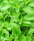 200+ Stevia Sweetleaf Seeds Herb Stevia Sugar Garden Planting