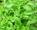 200+ Stevia Sweetleaf Seeds Herb Stevia Sugar Garden Planting