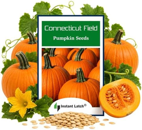 Connecticut Field Pumpkin Seeds | Non-GMO | Heirloom | Instant Latch Fresh Garden Seeds, Orange | NON GMO, Heirloom Seeds, Instant Latch Fresh Garden Seed