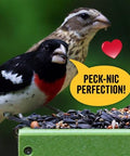 Cool Birds All Birds Wild Bird Seed, 10 lb | Classic Blend with Black Oil Sunflower, White Millet, Safflower, Peanuts & Sunflower Hearts