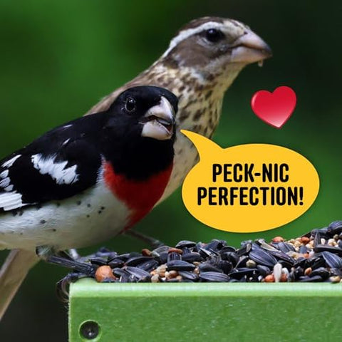 Cool Birds All Birds Wild Bird Seed, 10 lb | Classic Blend with Black Oil Sunflower, White Millet, Safflower, Peanuts & Sunflower Hearts