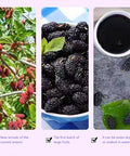 Dried black mulberries 10.58oz. Snacks and baked mulberry tea without sugar