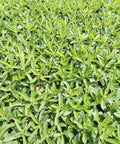 200+ Stevia Sweetleaf Seeds Herb Stevia Sugar Garden Planting