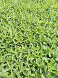200+ Stevia Sweetleaf Seeds Herb Stevia Sugar Garden Planting