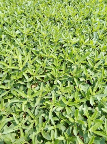 200+ Stevia Sweetleaf Seeds Herb Stevia Sugar Garden Planting