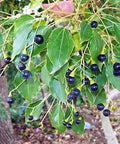 Natures Fusions Ravensara Essential Oil 100% Pure and Essential Oils15 Millirs