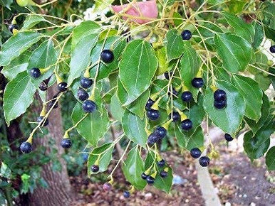 Natures Fusions Ravensara Essential Oil 100% Pure and Essential Oils15 Millirs