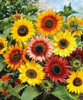 Sunflower ÃƒÆ’Ã†â€™Ãƒâ€šÃ‚Â¢ÃƒÆ’Ã‚Â¢ÃƒÂ¢Ã¢â€šÂ¬Ã…Â¡Ãƒâ€šÃ‚Â¬ÃƒÆ’Ã¢â‚¬Â¹Ãƒâ€¦Ã¢â‚¬Å“Autumn BeautyÃƒÆ’Ã†â€™Ãƒâ€šÃ‚Â¢ÃƒÆ’Ã‚Â¢ÃƒÂ¢Ã¢â€šÂ¬Ã…Â¡Ãƒâ€šÃ‚Â¬ÃƒÆ’Ã‚Â¢ÃƒÂ¢Ã¢â€šÂ¬Ã…Â¾Ãƒâ€šÃ‚Â¢ (Helianthus annuus) Seeds, Pack of 200 Seeds from Seeds2Go