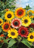 Sunflower ÃƒÆ’Ã†â€™Ãƒâ€šÃ‚Â¢ÃƒÆ’Ã‚Â¢ÃƒÂ¢Ã¢â€šÂ¬Ã…Â¡Ãƒâ€šÃ‚Â¬ÃƒÆ’Ã¢â‚¬Â¹Ãƒâ€¦Ã¢â‚¬Å“Autumn BeautyÃƒÆ’Ã†â€™Ãƒâ€šÃ‚Â¢ÃƒÆ’Ã‚Â¢ÃƒÂ¢Ã¢â€šÂ¬Ã…Â¡Ãƒâ€šÃ‚Â¬ÃƒÆ’Ã‚Â¢ÃƒÂ¢Ã¢â€šÂ¬Ã…Â¾Ãƒâ€šÃ‚Â¢ (Helianthus annuus) Seeds, Pack of 200 Seeds from Seeds2Go