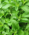 200+ Stevia Sweetleaf Seeds Herb Stevia Sugar Garden Planting
