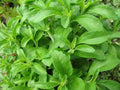 200+ Stevia Sweetleaf Seeds Herb Stevia Sugar Garden Planting