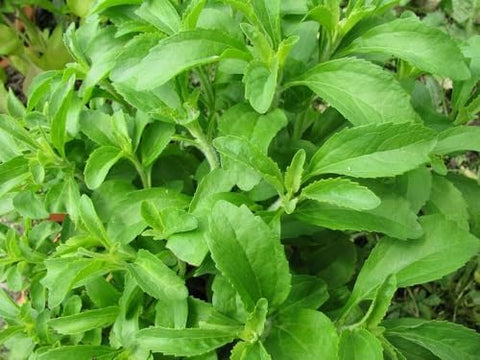 200+ Stevia Sweetleaf Seeds Herb Stevia Sugar Garden Planting