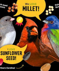 Cool Birds All Birds Wild Bird Seed, 10 lb | Classic Blend with Black Oil Sunflower, White Millet, Safflower, Peanuts & Sunflower Hearts