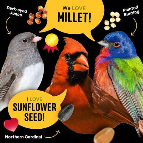 Cool Birds All Birds Wild Bird Seed, 10 lb | Classic Blend with Black Oil Sunflower, White Millet, Safflower, Peanuts & Sunflower Hearts