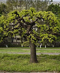 Black Mulberry 50 Seeds (Morus nigra) Non GMO - Open Pollinated - Heirloom