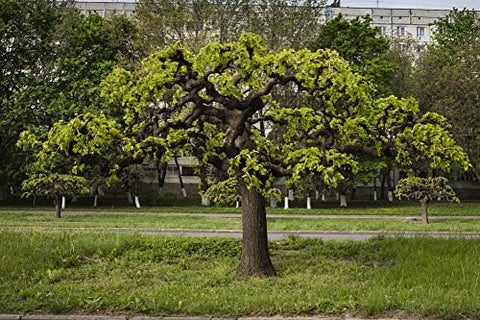 Black Mulberry 50 Seeds (Morus nigra) Non GMO - Open Pollinated - Heirloom
