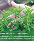 FreshDrinkUS Premium 300+ Natural Stevia Leaves Whole Dried Leaves 100% Pure Stevia Dried Leaves Zero Calorie Sweetener No Additives No Caffeine Vegan