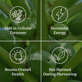 Nature'S Sunshine Paw Paw Cell-Reg 180 Capsules | Contains over 50 Acetogenins to Modulate ATP Production and Blood Supply