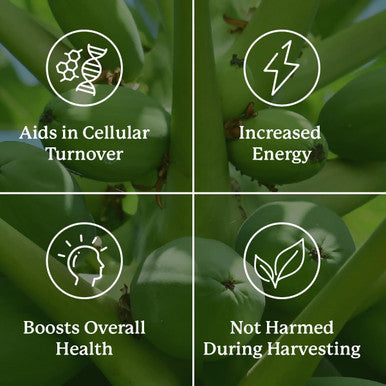 Nature'S Sunshine Paw Paw Cell-Reg 180 Capsules | Contains over 50 Acetogenins to Modulate ATP Production and Blood Supply