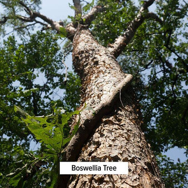 Banyan Botanicals Boswellia Powder Organic Indian Frankincense Resin Ayurvedic Joint Support For Healthy And Comfortable Movement* Spice Jar Non-Gmo, Sustainably Sourced, Vegan
