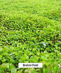 Banyan Botanicals Brahmi/Gotu Kola Powder Organic Centella Asiatica Supports Focus, Concentration, Alertness, And A Balanced Sense Of Calm* Lb. Non-Gmo Sustainably Sourced Vegan