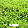 Banyan Botanicals Brahmi/Gotu Kola Powder Organic Centella Asiatica Supports Focus, Concentration, Alertness, And A Balanced Sense Of Calm* Lb. Non-Gmo Sustainably Sourced Vegan