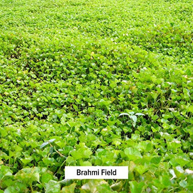 Banyan Botanicals Brahmi/Gotu Kola Powder Organic Centella Asiatica Supports Focus, Concentration, Alertness, And A Balanced Sense Of Calm* Lb. Non-Gmo Sustainably Sourced Vegan