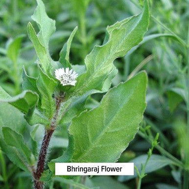 Banyan Botanicals Bhringaraj Powder (Eclipta Alba) Organic Herbal Powder For Beautiful Hair For A Calm Mind And Healthy Hair, Nails, Bones, And Teeth* 1 Lb. Non-Gmo Ffl Vegan