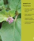 Banyan Botanicals Organic Punarnava Powder Boerhavia Diffusa For Weight Management, Liver & Kidney Support & More* 1/2Lb. Non-Gmo Sustainably Sourced Vegan