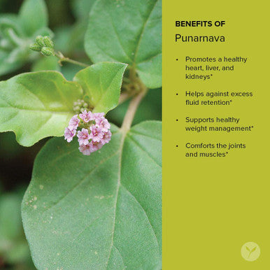Banyan Botanicals Organic Punarnava Powder Boerhavia Diffusa For Weight Management, Liver & Kidney Support & More* 1/2Lb. Non-Gmo Sustainably Sourced Vegan